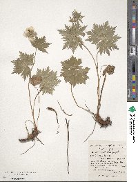 Geranium erianthum image