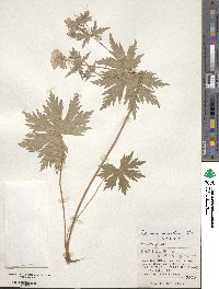 Geranium erianthum image