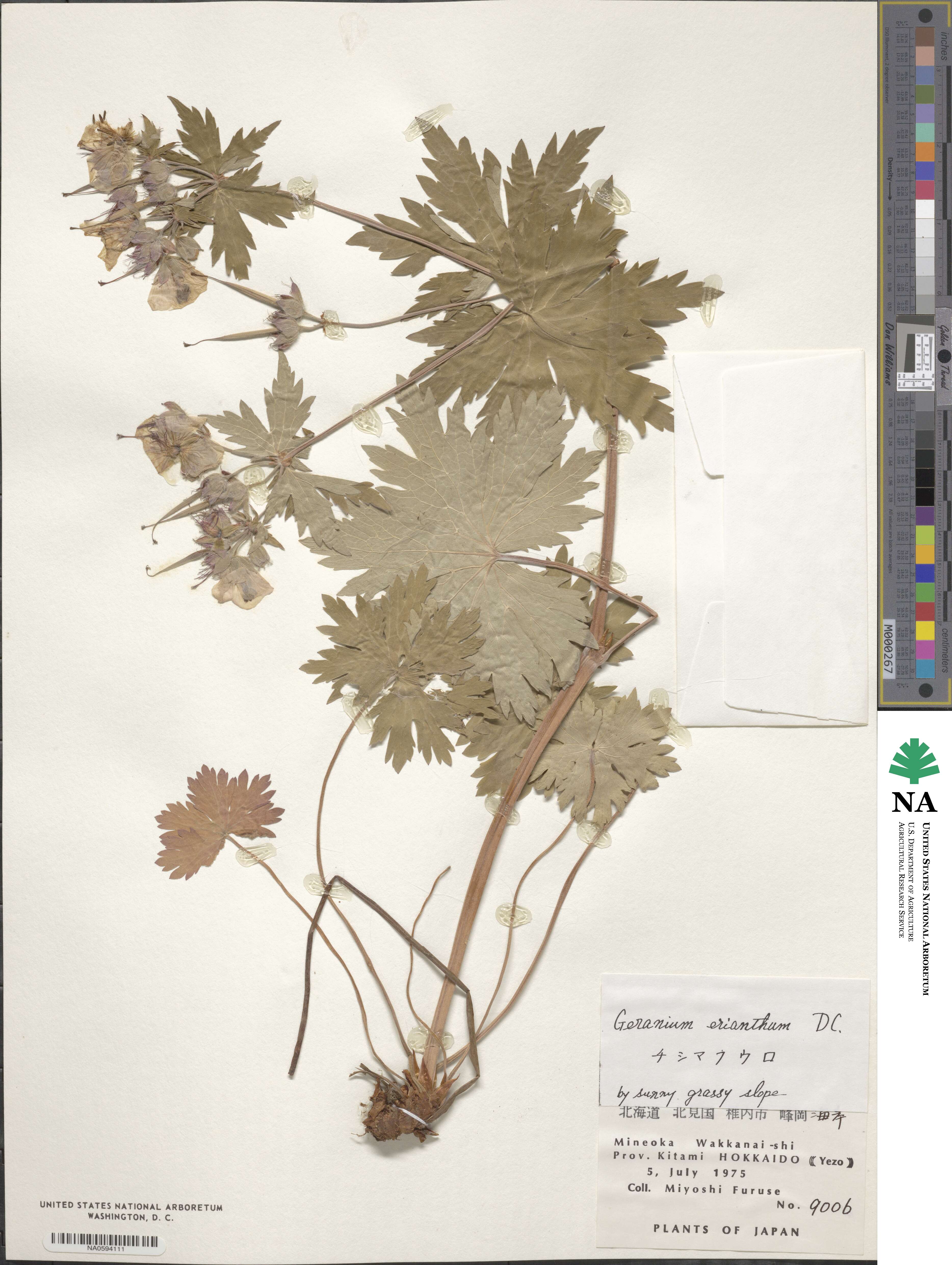 Geranium erianthum image