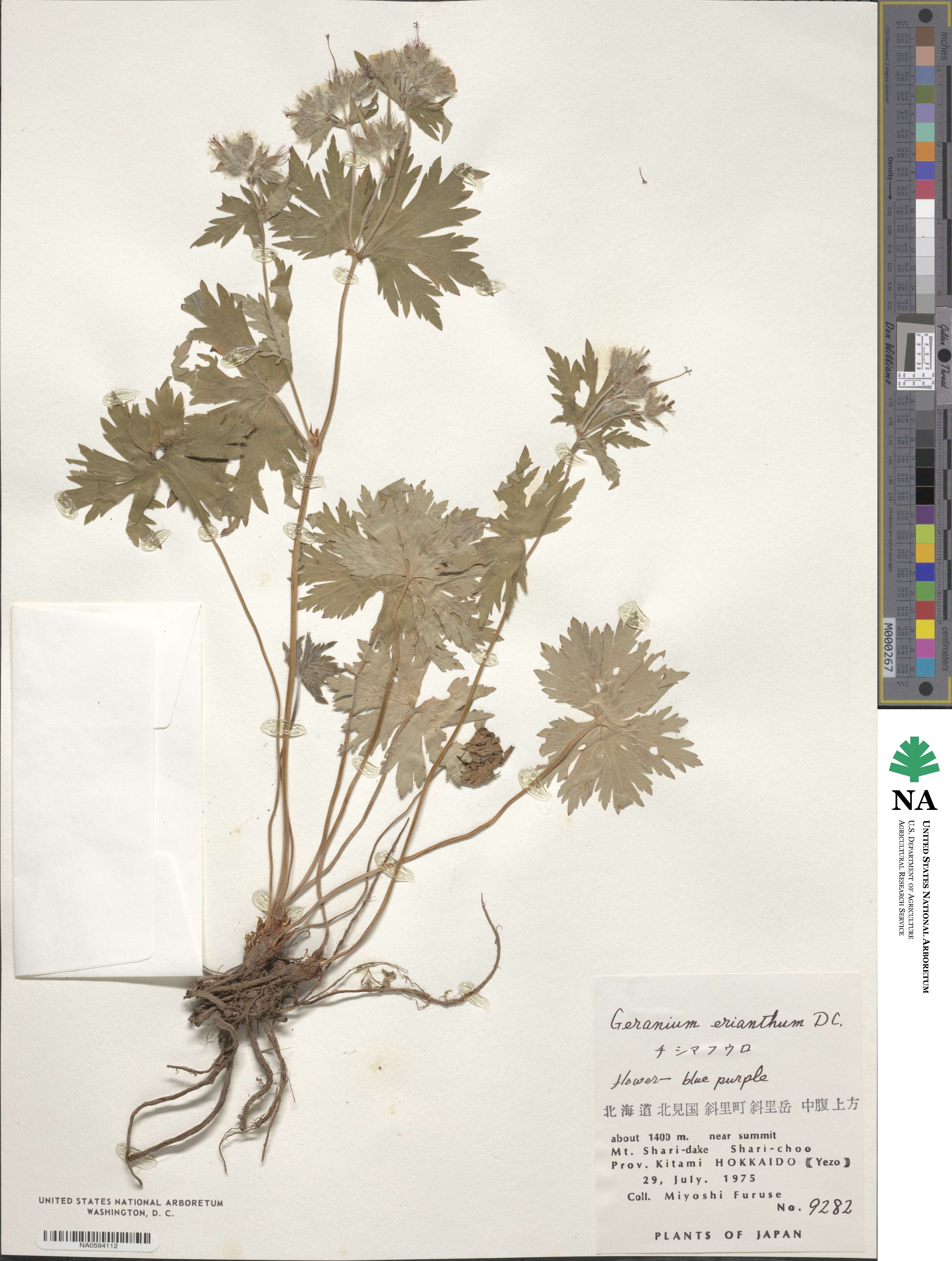 Geranium erianthum image