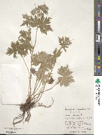 Geranium erianthum image