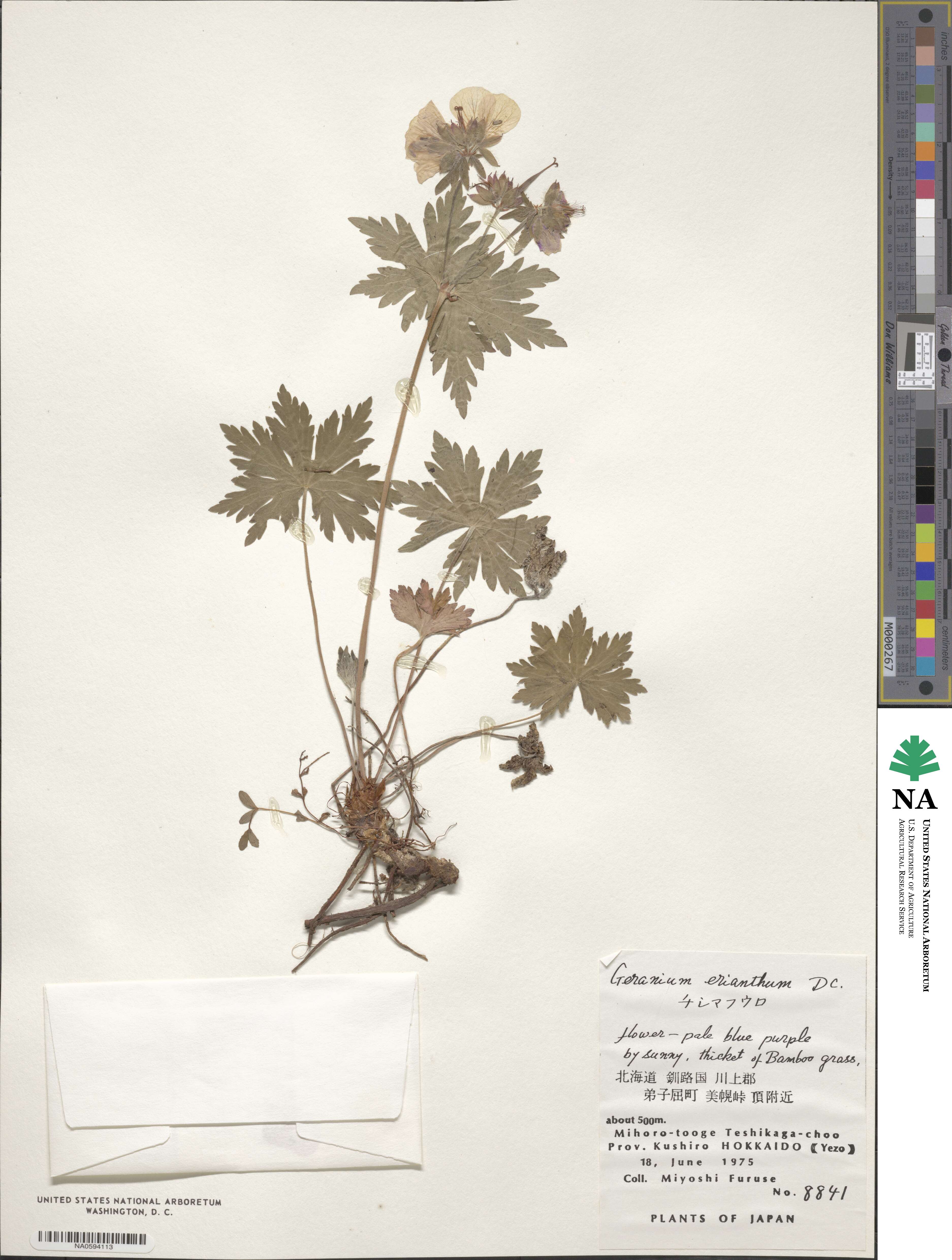 Geranium erianthum image