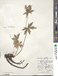 Geranium erianthum image