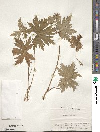 Geranium erianthum image