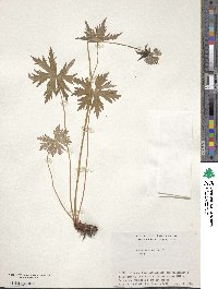 Geranium erianthum image