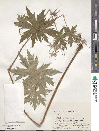 Geranium erianthum image