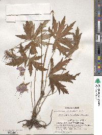 Geranium erianthum image