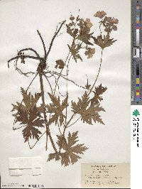 Geranium erianthum image