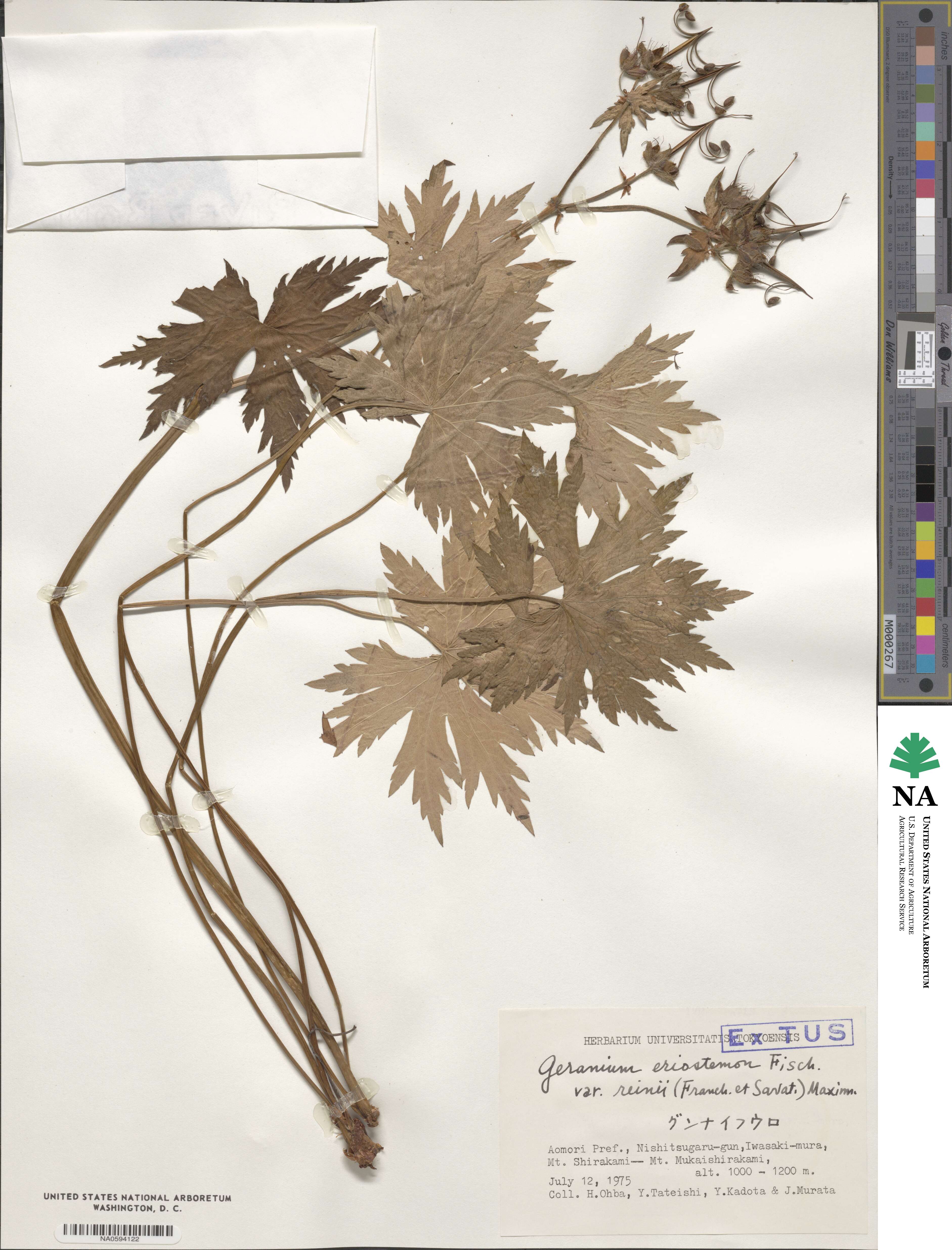 Geranium reinii image