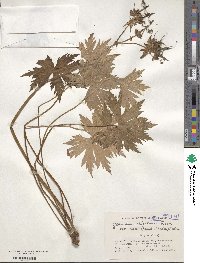 Geranium reinii image