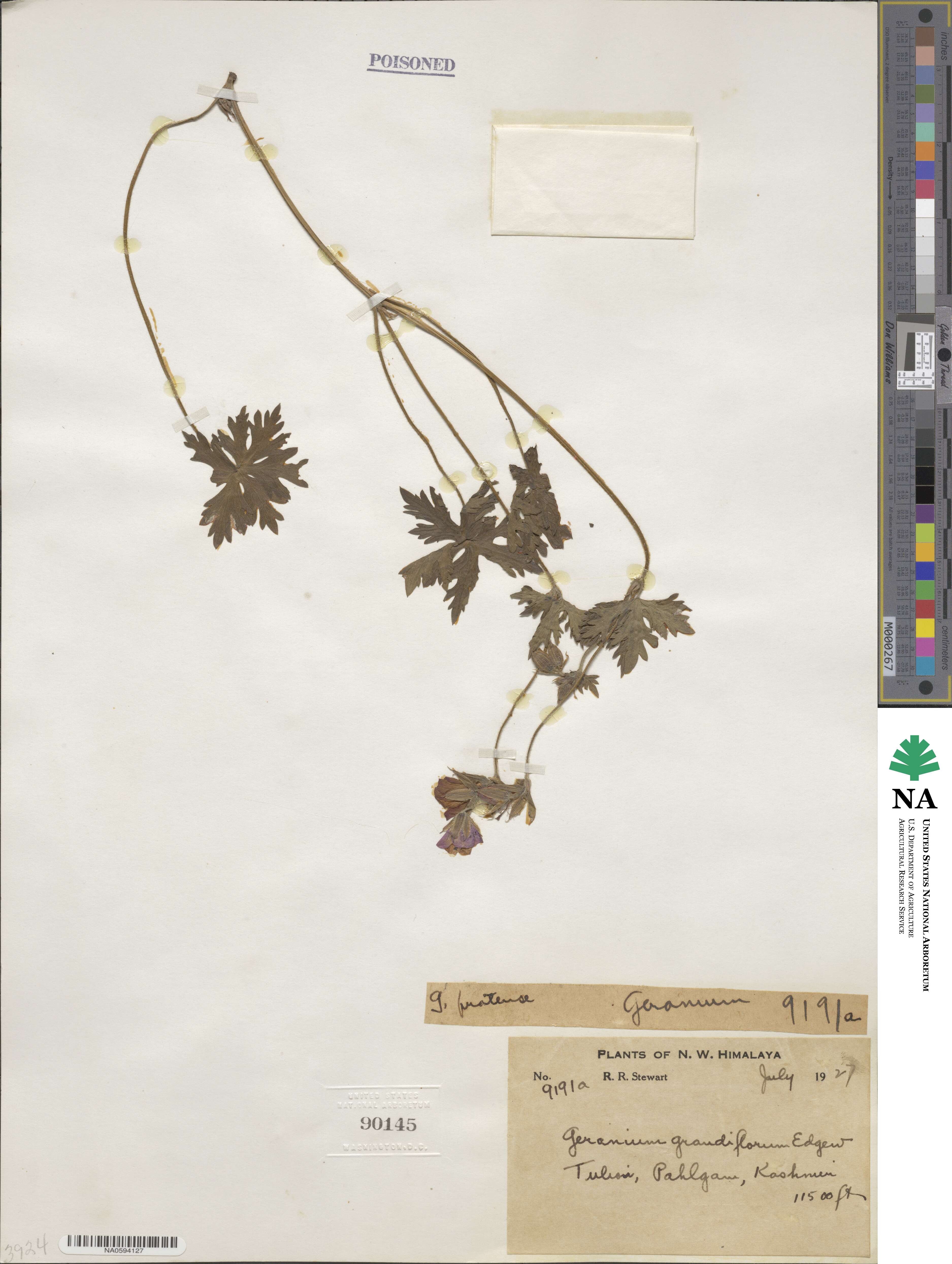Geranium grandiflorum image
