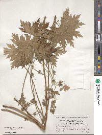 Geranium reinii image