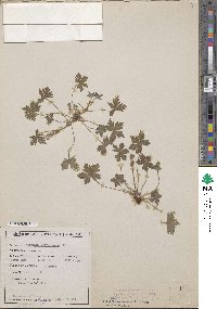 Geranium lambertii image