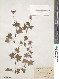 Geranium lambertii image