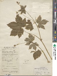 Geranium lambertii image