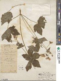 Geranium lambertii image