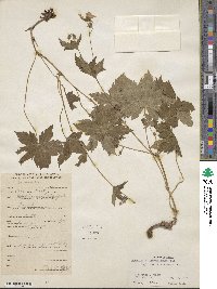 Geranium lambertii image