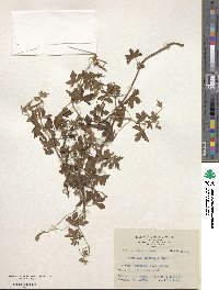 Geranium hayatanum image