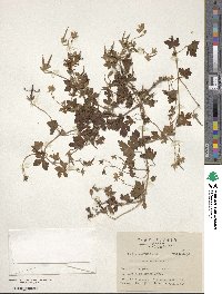 Geranium hayatanum image