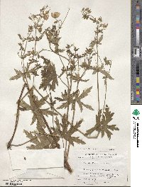 Geranium krameri image