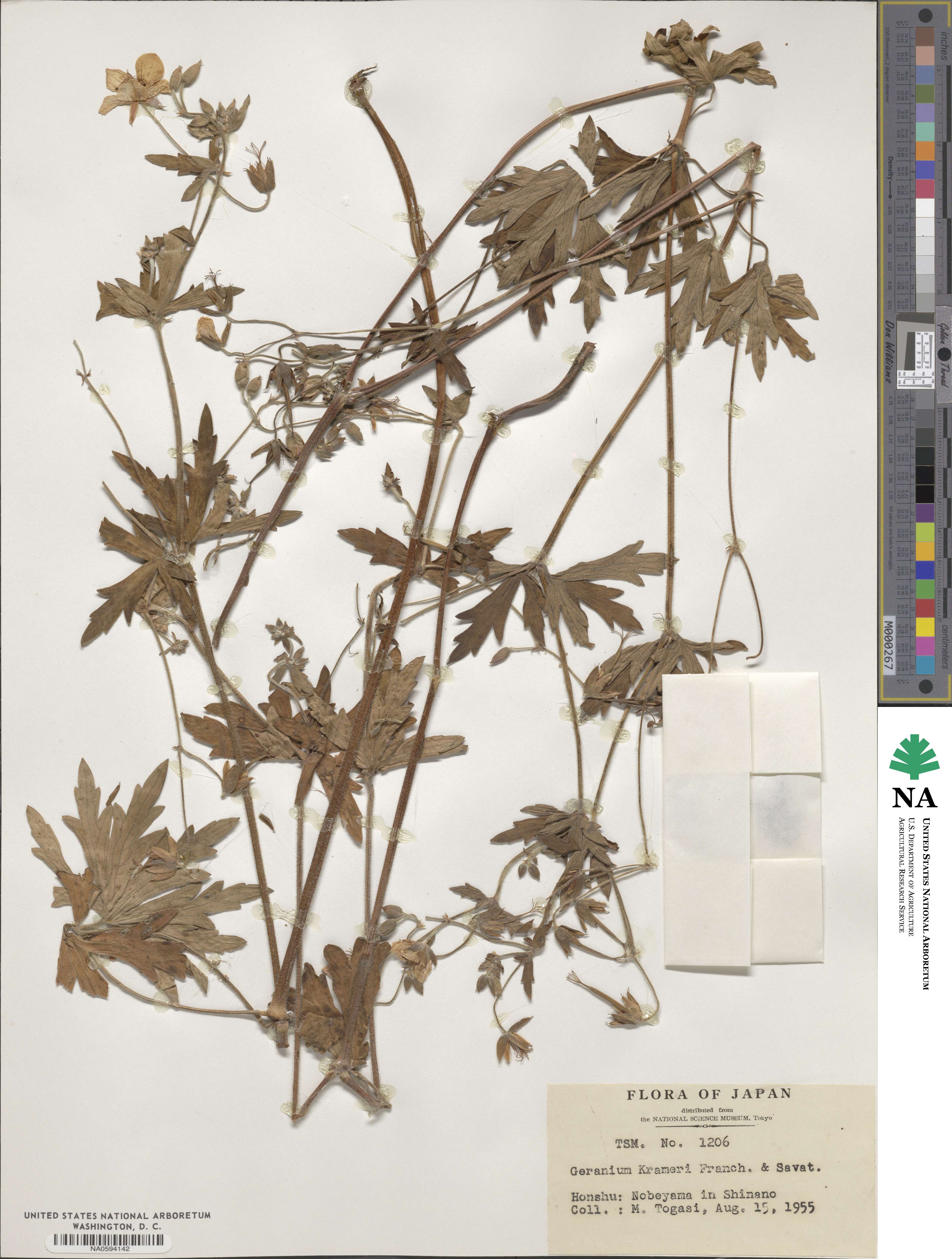 Geranium krameri image