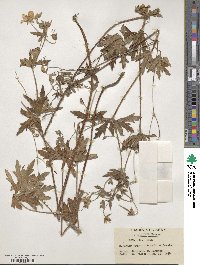 Geranium krameri image