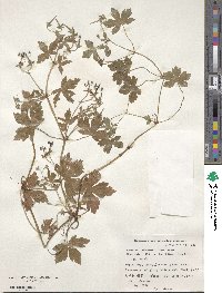 Geranium thunbergii image