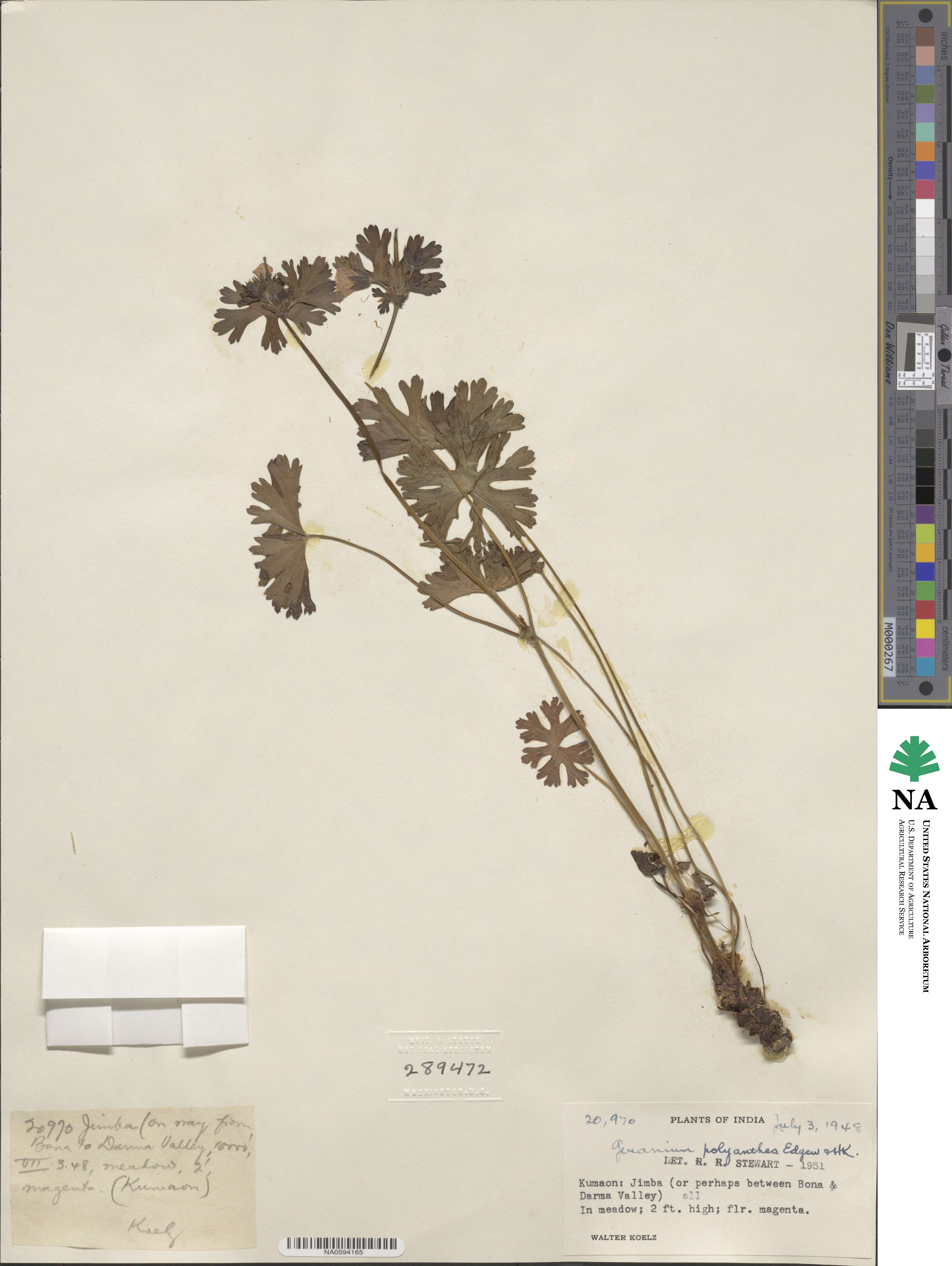 Geranium polyanthes image