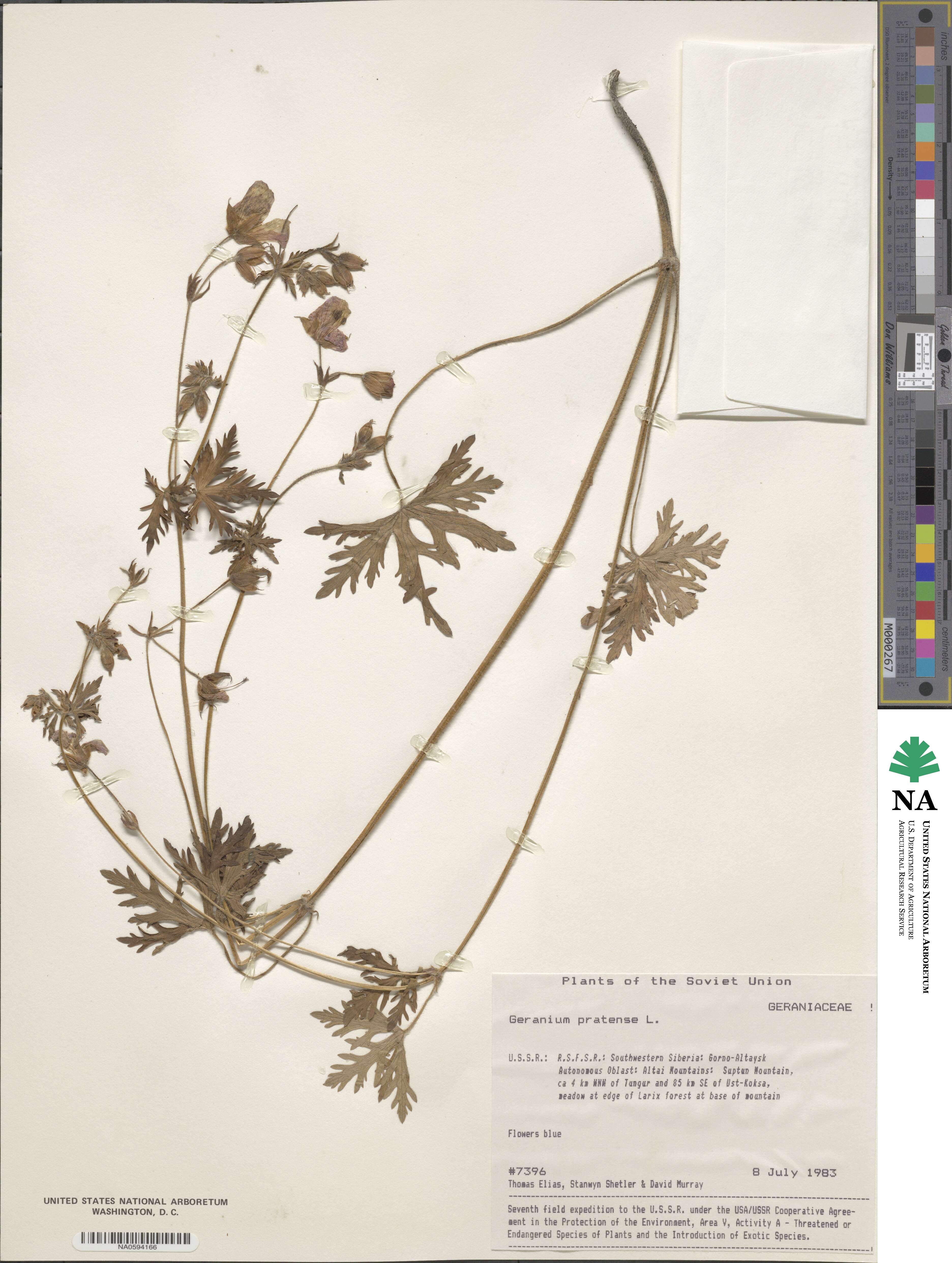 Geranium pratense image