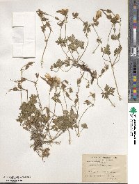 Geranium pratense image