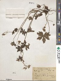 Geranium pratense image