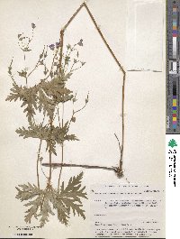 Geranium pseudosibiricum image