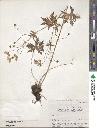 Geranium pseudosibiricum image