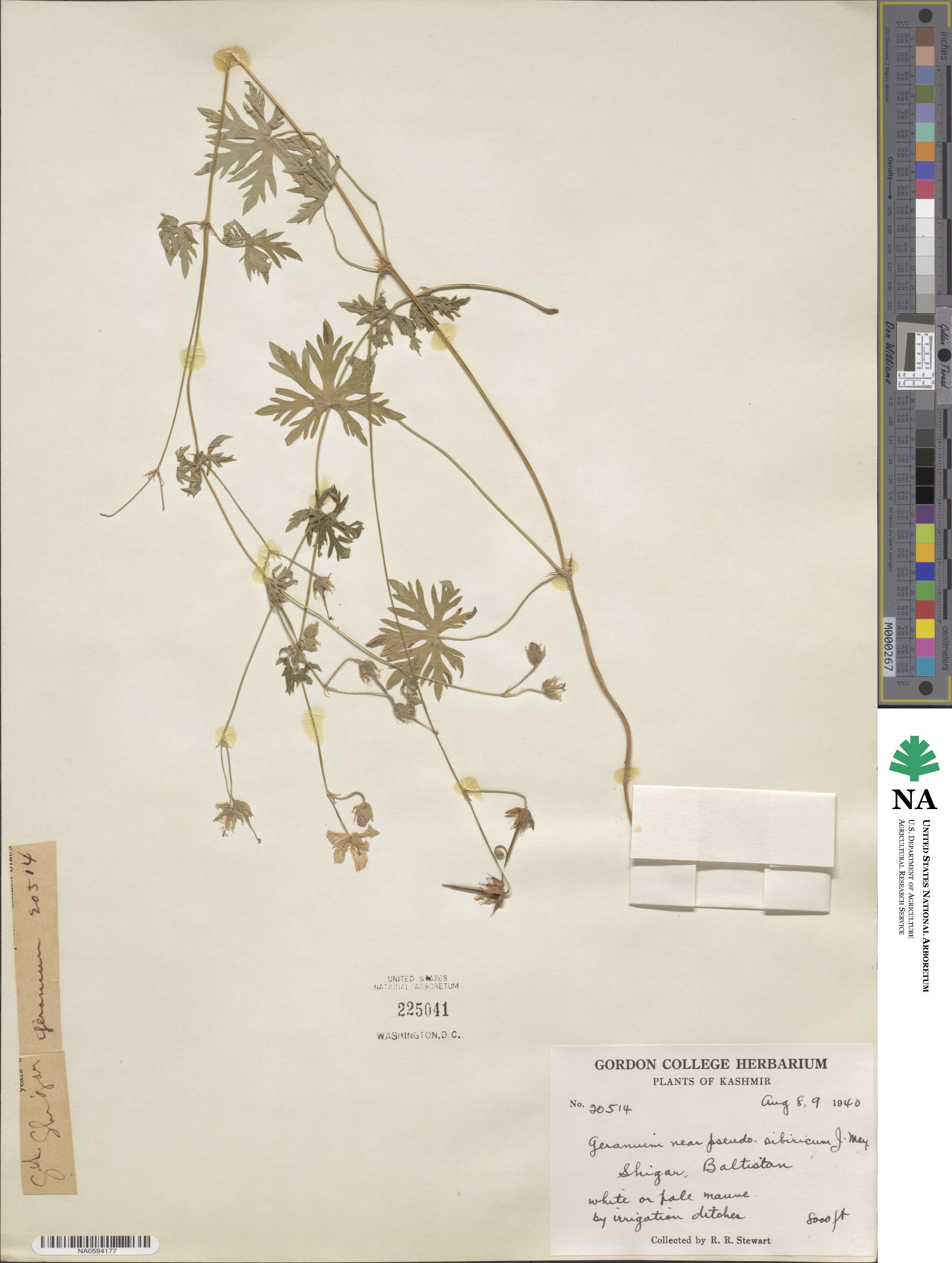 Geranium pseudosibiricum image