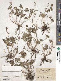 Geranium rivulare image