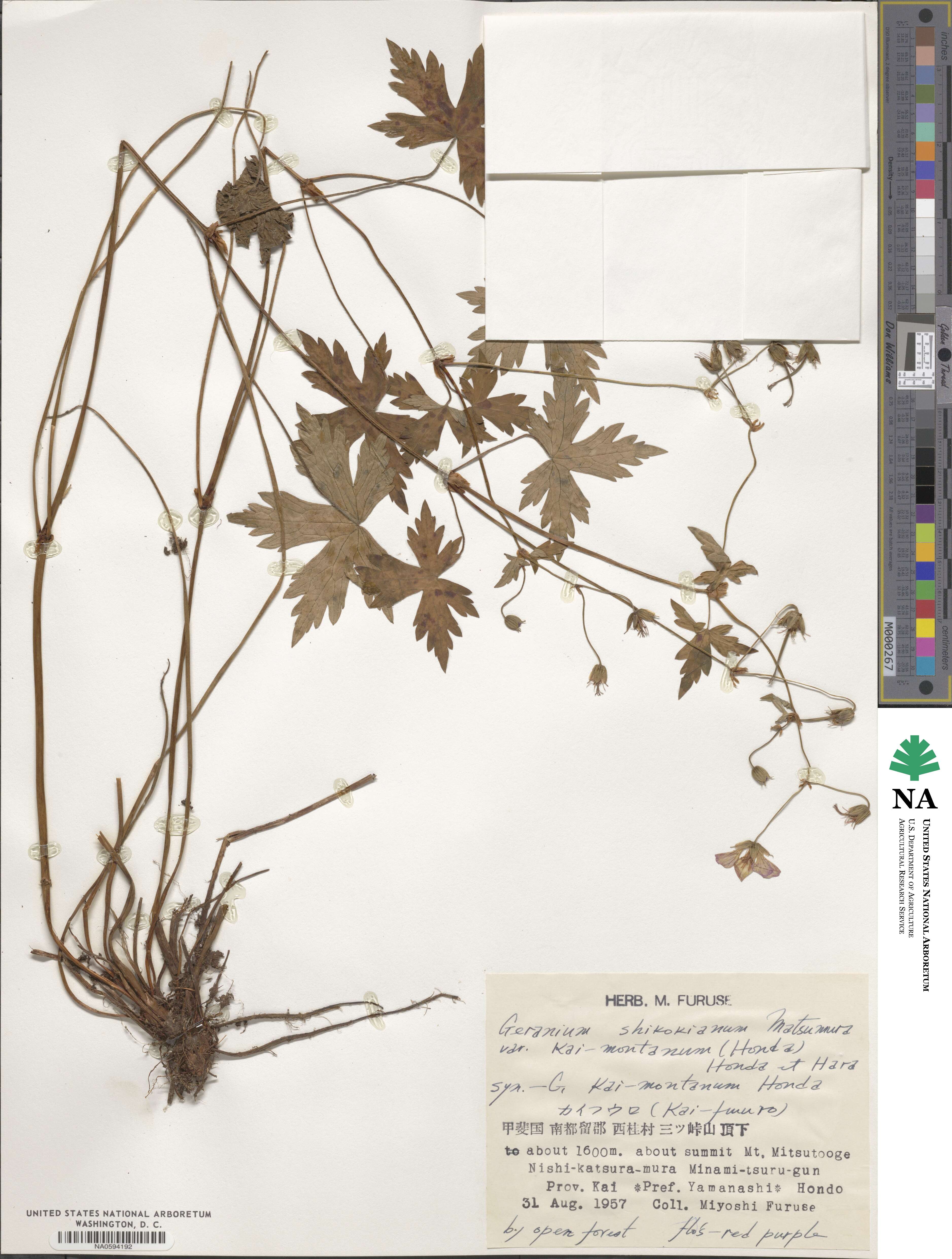 Geranium shikokianum image