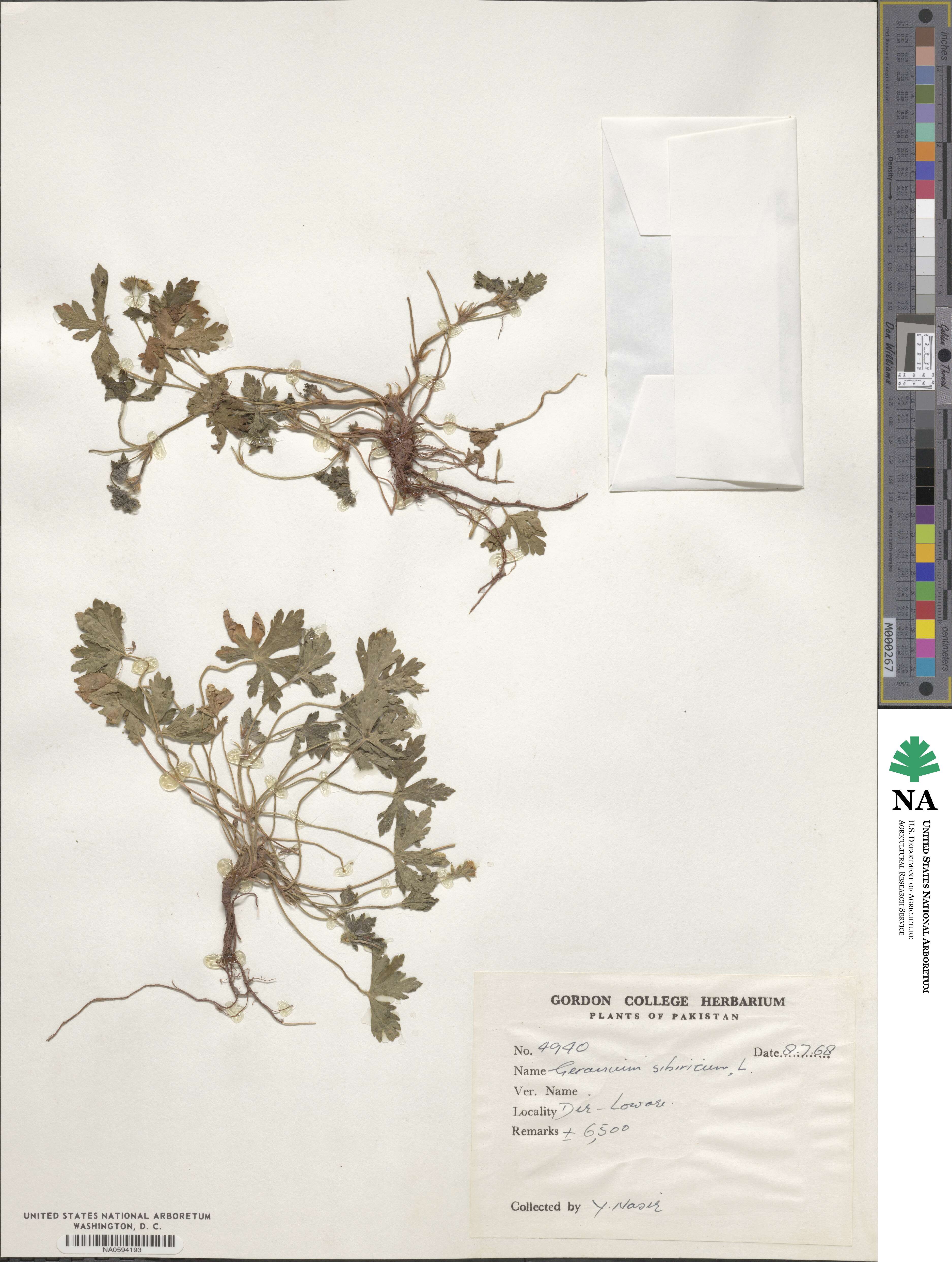 Geranium sibiricum image