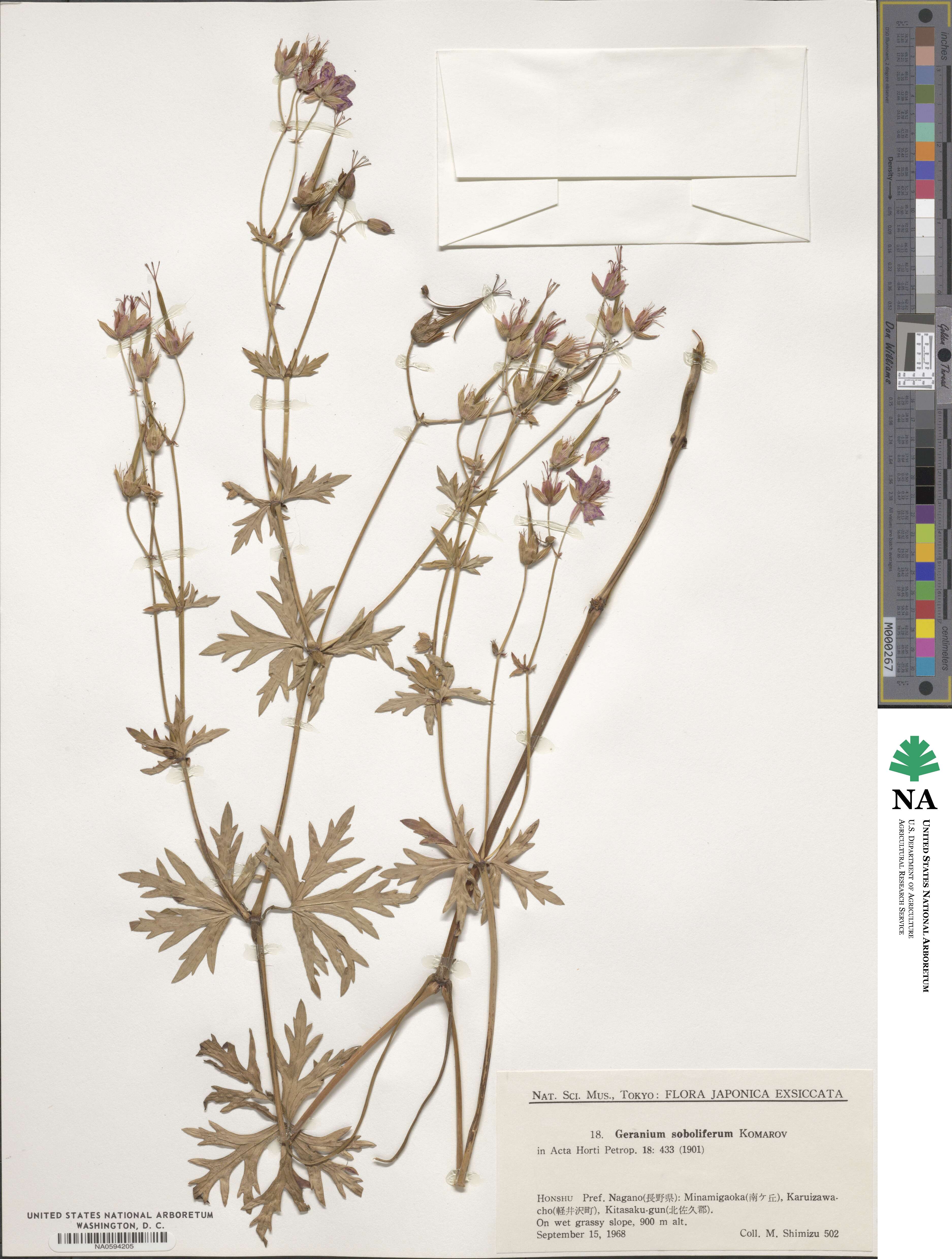 Geranium soboliferum image