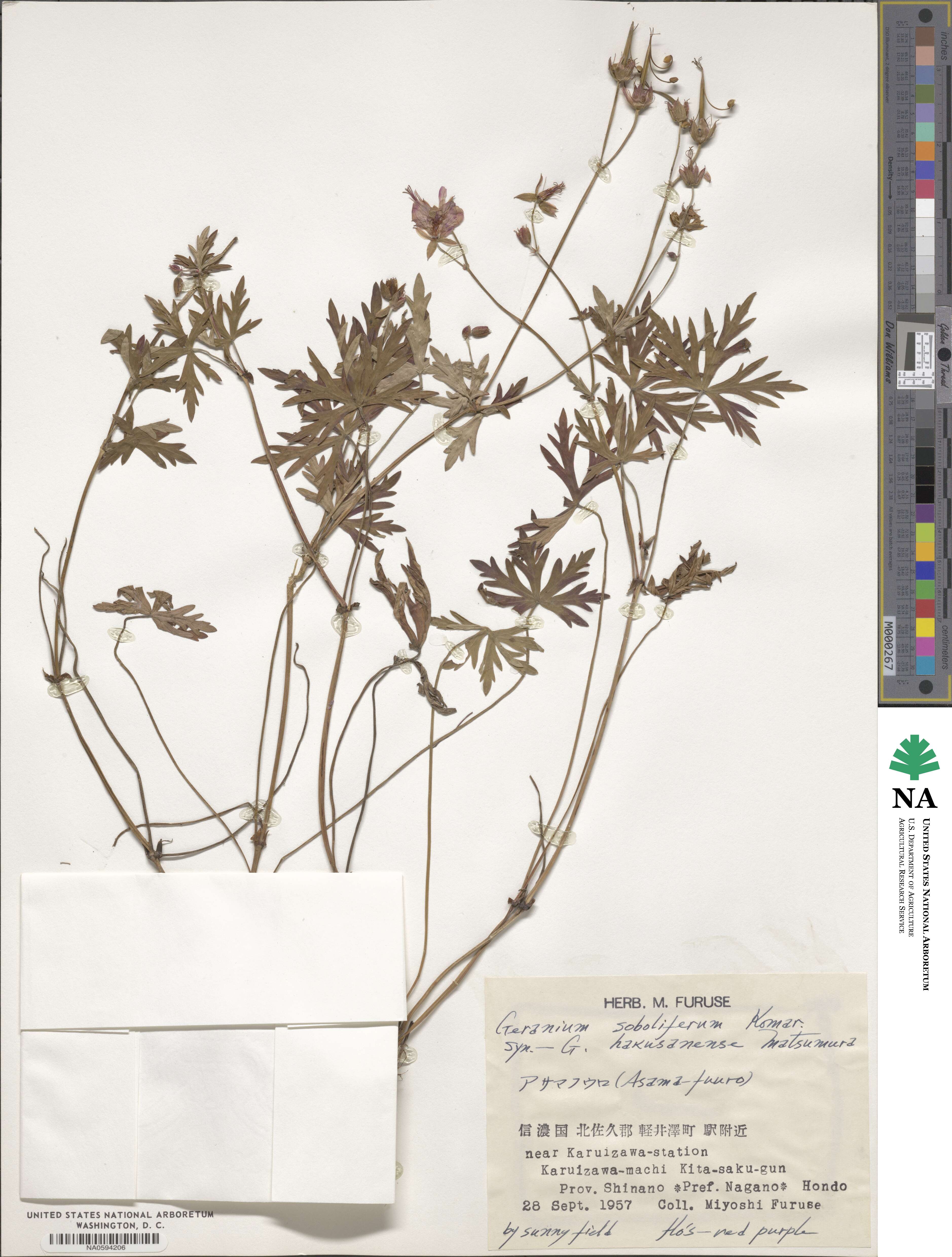 Geranium soboliferum image