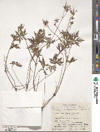 Geranium soboliferum image