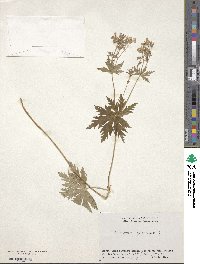 Geranium sylvaticum image