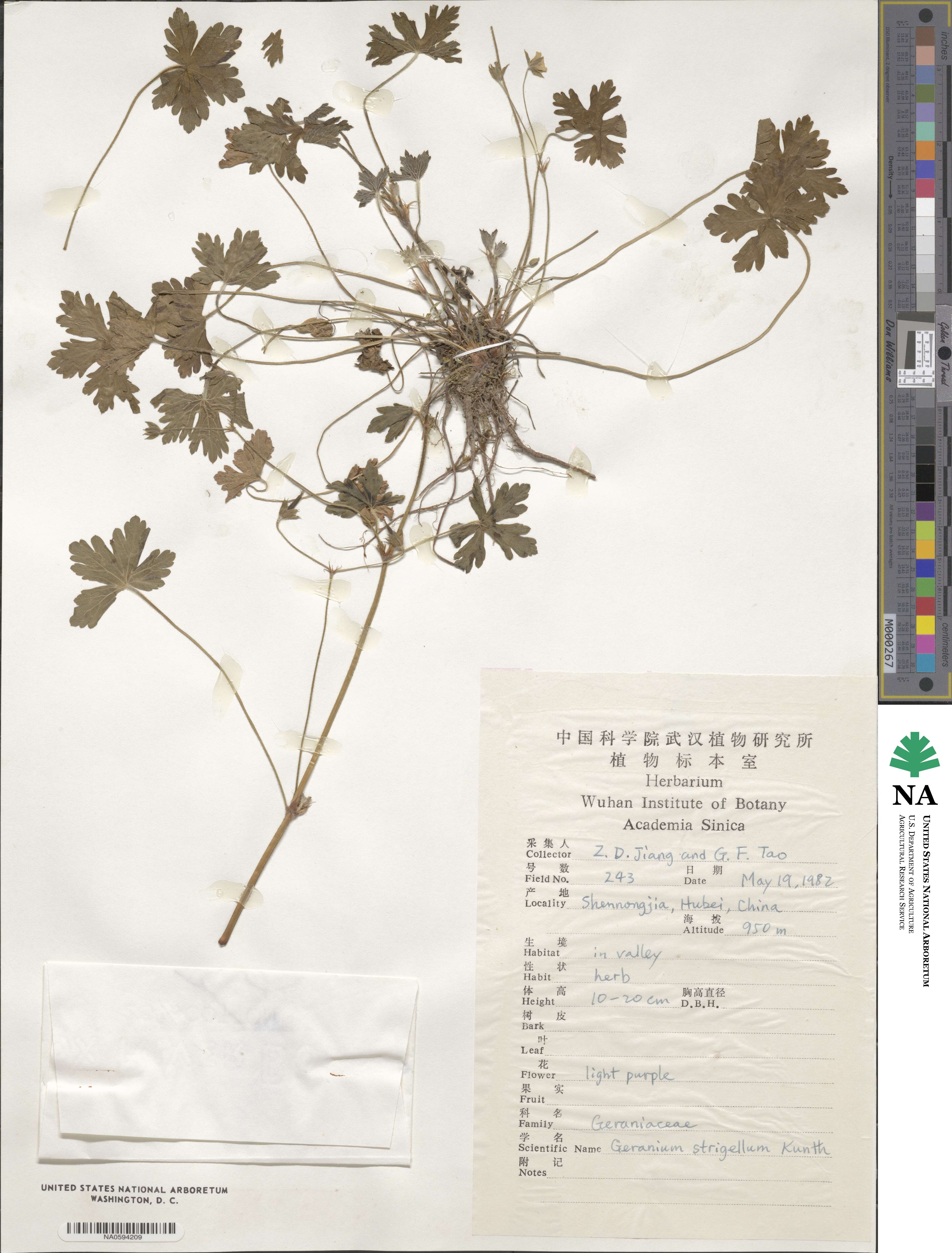 Geranium franchetii image