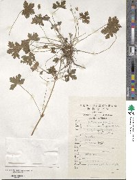 Image of Geranium franchetii