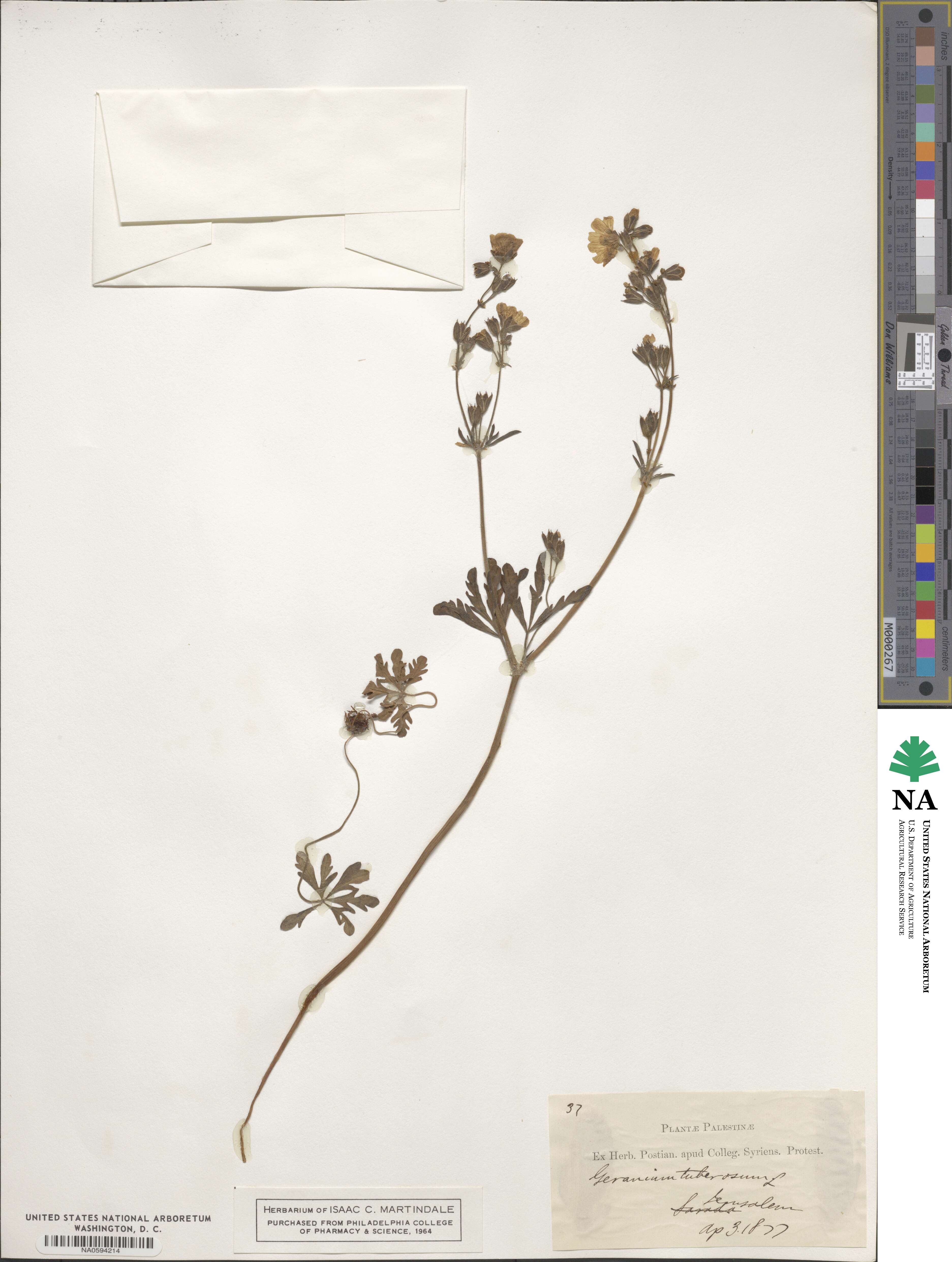 Geranium tuberosum image