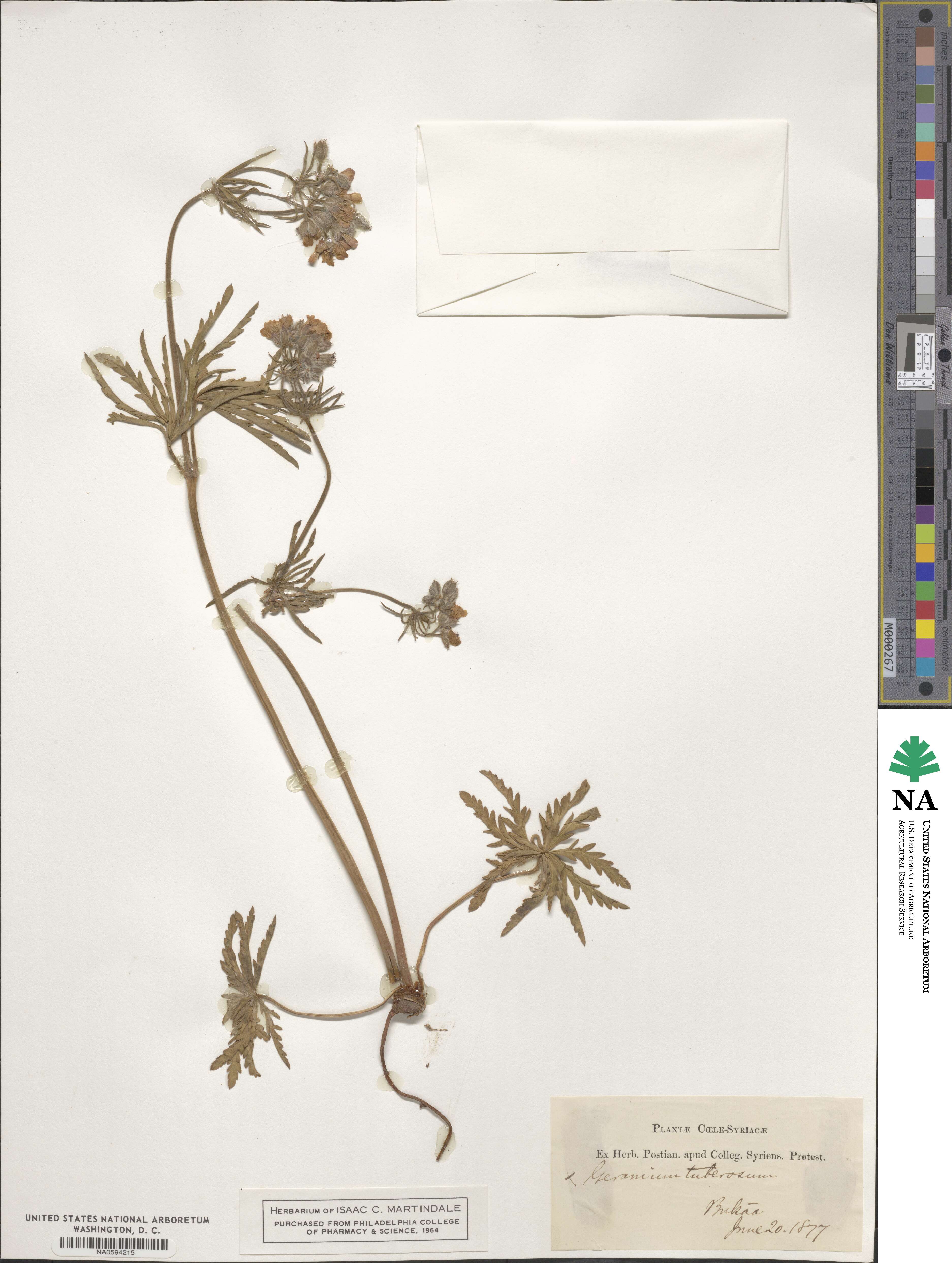 Geranium tuberosum image