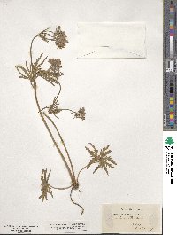 Geranium tuberosum image