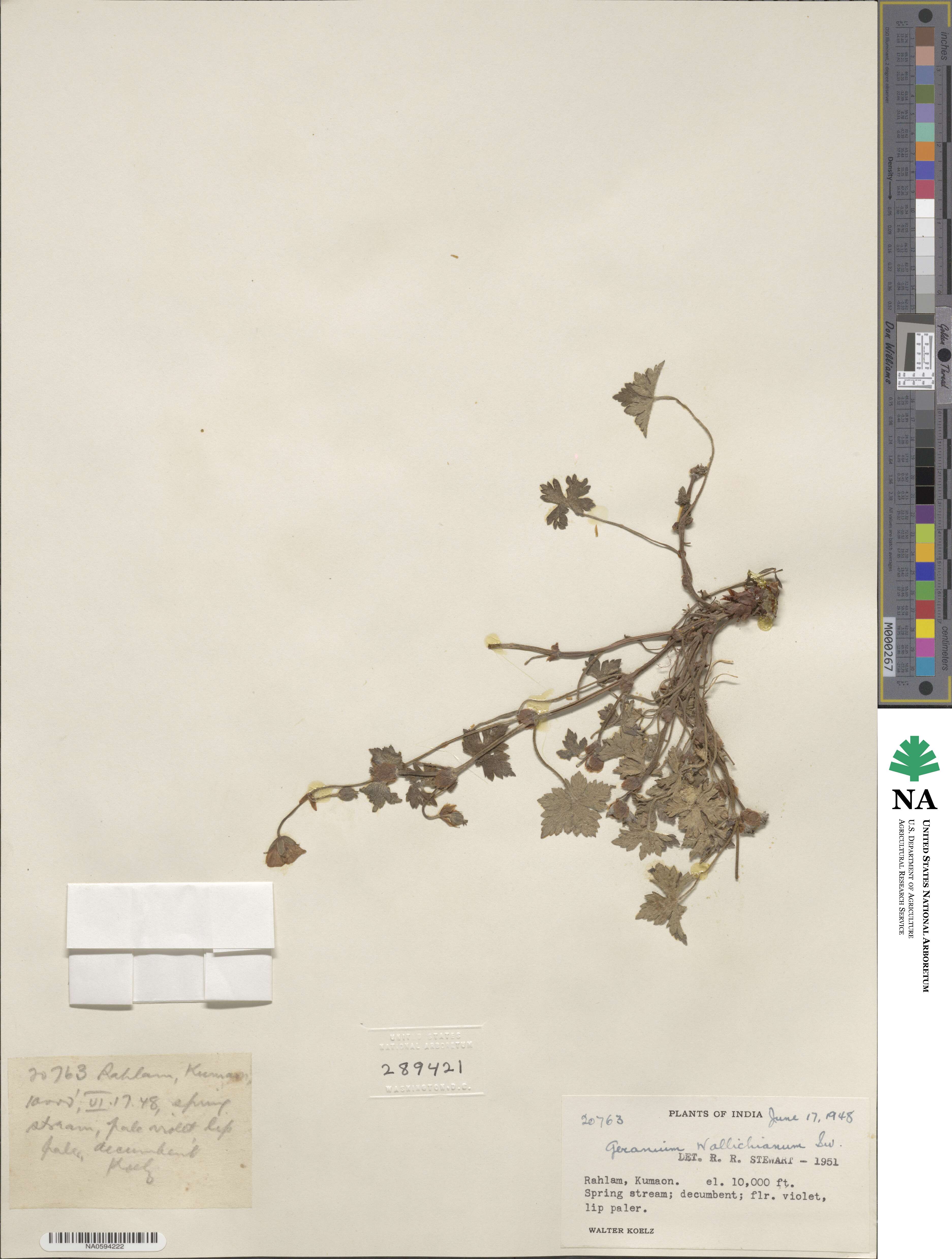Geranium wallichianum image