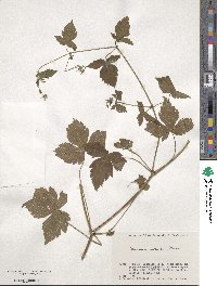 Geranium wilfordii image