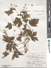 Geranium wilfordii image