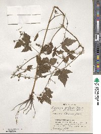 Geranium wilfordii image